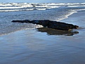 Hölzernes Treibgut vom Meer wieder ausgeworfen