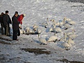 20060219 003143 Adlershorst
Fütterung der Schwäne. Da der Flachwasserbereich eisbedeckt ist, finden sie kaum Nahrung