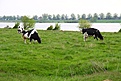 20100516 C01169 Nickelswalde Weide auf dem Aussendeich