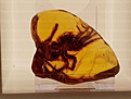 k Danzig 20230578
